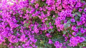 Sony Cyber-Shot Pic 1