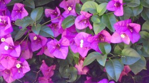 Sony Cyber-Shot Pic 2