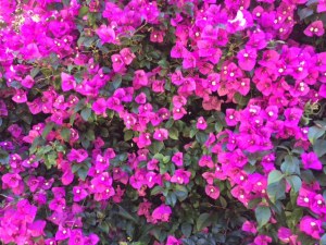 iPhone 5S camera pic 1