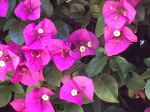 iPhone 5S camera pic 2